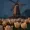 Sugartulp's icon