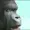 REGRETFULGORILLA's icon