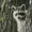 NorthAmericanRaccoon's icon