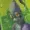 Kyeofsillybilly's icon