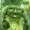 yarraksevenn's icon