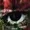 Chrryharvest's icon