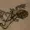 Quartalight's icon