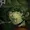 redelusions's icon