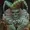 NBCB31's icon