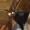 CrownofLaurel's icon