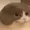 Molowiiuu's icon