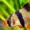 Muhammedgmd's icon