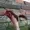 SpinachPuncher26's icon