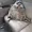Raccoon799's icon