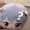 Wanguijoh's icon