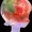 Pompp00's icon