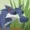 Animaljelly's icon