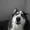 GGzockt's icon