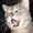 TuBz1011's icon