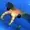 Lucero7's icon