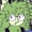 RegalHyacinth's icon