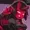 alexgr24's icon