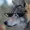 Rudeddog109's icon