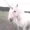 Unifuckincorn's icon