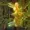 Encorselleds's icon