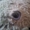 DivineDragonProXXL's icon