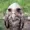 TheBjrdAmazing's icon