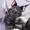 CaseyCattxoxo's icon