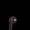 BusiandOscar's icon