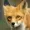 feelingfurlorn's icon