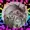 Frankie-404's icon