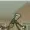 EmilinoThrashMetal's icon