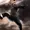 NeoTard's icon