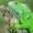 Iamaniguana's icon