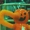 Canys's icon