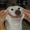 CinnaMutt's icon