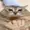 Qone720p's icon