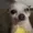 cheeseitzzz's icon