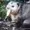 somethingnapalm's icon