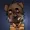 HyenaCool's icon