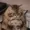maxboiy's icon