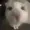 Nitro13pl's icon