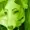 Toowurg's icon