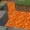 TheSproutSeedly's icon