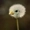 Niko2736's icon