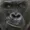 gooberVA's icon