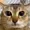 Zlimssss's icon