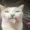 ShaLaged's icon
