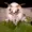 Mothmako's icon