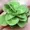 400leafclover's icon